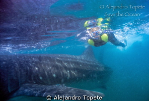 Whale shark and Diver, Holbox Mexico by Alejandro Topete 
